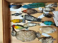Colección Ornitológica de la Universidad del Quindío: un proyecto de conservación en crecimiento