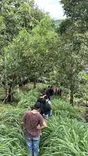 Estudiantes del Diplomado en Plantas Medicinales visitaron la Ecogranja Primavera